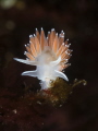   Red Flabellina  